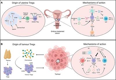 Pregnancy and Tumour: The Parallels and Differences in Regulatory T Cells